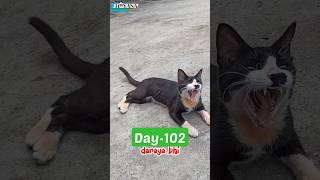 Pakshiya Mere Upar Haasa 102 Don Cat Hayana cat streetcats cow birds dailyvlog minivlog [upl. by Icram]