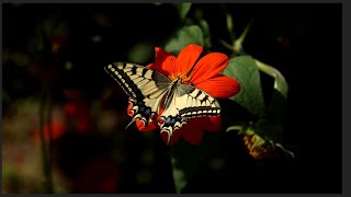 2024 Passiflora weeds and butterflies  Yerevan Botanical Garden [upl. by Eiknarf]