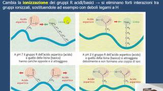 La denaturazione delle proteine HD [upl. by Atikim107]