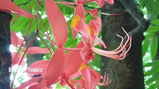 Amherstia nobilis Wall The Pride of Burma The Queen of Flowering Trees [upl. by Nomed357]