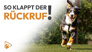 Rückruftraining für den Hund So klappt der Abruf zuverlässig  wedog [upl. by Yreneh]