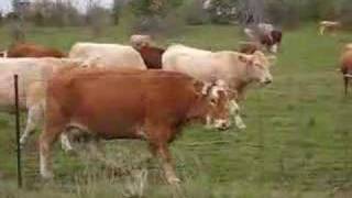 COW VIDEO COWS MOOING  Cow Video [upl. by Wawro20]