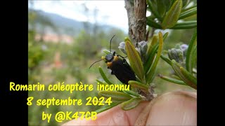 Romarin coléoptère inconnu 8 septembre 2024 by K47CB [upl. by Nahgen]