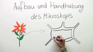 MIKROSKOP  AUFBAU UND HANDHABUNG  Biologie  Biologie der Zellen [upl. by Durgy259]