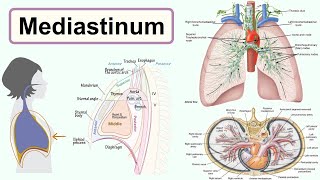 mediastinum [upl. by Jackson]