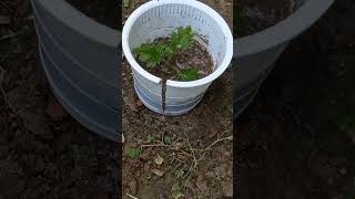 chrysanthemum Farming Techniquesshots farming [upl. by Manya]