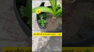 इस पौधे को घर में जरूर लगाएं 😁🪴 wedelia plant ☘️gardning plants [upl. by Haroved793]