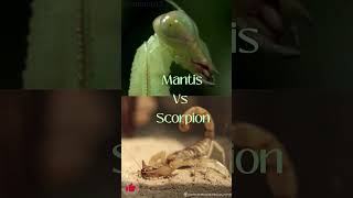 Mantodea Praying Mantis vs Scorpion Scorpiones insects bugs 1v1 edit [upl. by Jimmie381]