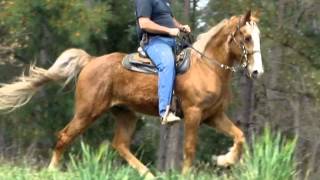 Commander  SMOOOTH Tennessee Walking Horse Trail Horse Deluxe For Salewmv [upl. by Hunsinger]