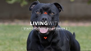 LIVING WITH STAFFORDSHIRE BULL TERRIERS 2 PROTECTION WORK [upl. by Anerda]