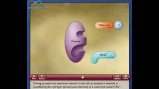 NAD How the NAD Works in Cell [upl. by Nref]