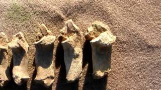 Palaeolithic Bone Tools archaeology Very rare c600800000 years old [upl. by Lamonica]