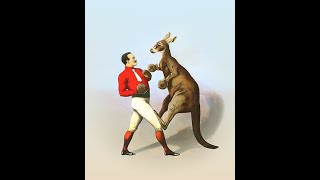 When kangaroo fights with humans like a pro boxer knock out [upl. by Dzoba]