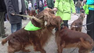 Irish Setters in the St Patricks Parade 2014 [upl. by Sivrep]