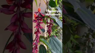 Thunbergia Mysorensis shorts backyardgardening youtubeshorts [upl. by Adnahc]