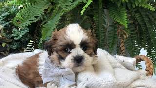 Renleys Shichon Puppies Shihtzu Bichon Puppies Timbercreekpuppies Teddybear puppies [upl. by Jeanine724]