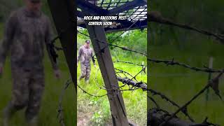 Hogs amp Raccoons tearing up deer feeder shorts hoghunting raccoon deerfeeder texashunting [upl. by Annoda326]