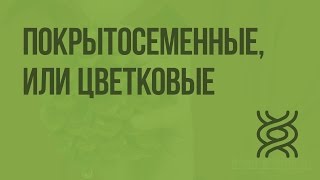 Покрытосеменные или Цветковые Видеоурок по биологии 5 класс [upl. by Peony915]