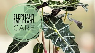 🌿How to Care For  Elephant Ear  Alocasia Amazonica Foliage  Plant🌿 [upl. by Natehc]