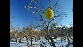 Mircea Rusu BandOmul bun si pomul copt [upl. by Oskar]