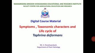 Lecture 191 Symptoms and life cycle of Taphrina deformans  Peach leaf curl PAT 201 [upl. by Sorvats441]