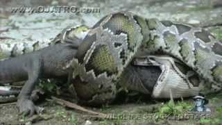 Anaconda engole jacaré vivo Python eats Alligator [upl. by Padraig]