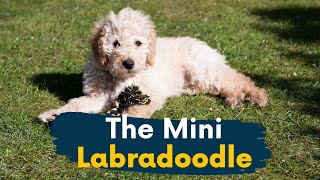 Mini Labradoodle 11 Reasons This Dog Should Be Your Next Family Member [upl. by Heyward]