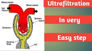 Ultrafiltration part 1 step of urine formation Excretion NEET [upl. by Notliw]