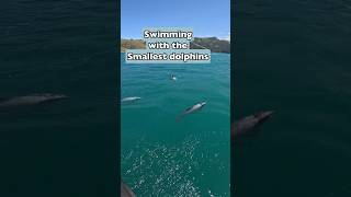 DAY TRIP idea from CHRISTCHURCH SWIM with Hectors DOLPHINS 🐬 in Akaroa DolphinSwim [upl. by Ennaej]