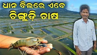 ଧାନ ବିଲରେ ଏବେ ଚିଙ୍ଗୁଡ଼ି ଚାଷ  Prawns are now cultivated in paddy fields EfarmingOdisha [upl. by Ramej]