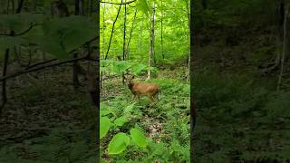 Chevreuil Deer  Chant Amérindien Native chant  Orford Canada [upl. by Ahtinak]