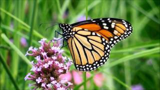 Monarch Butterflies Feed on Flowers in Montreal Quebec [upl. by Sim61]