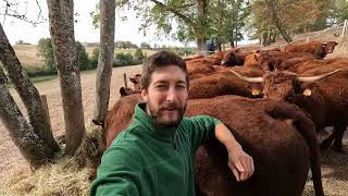 Vaccinating Salers cattle dragging pasture and first rain after a terrible drought [upl. by Raynor]