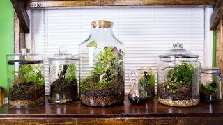 Satisfying amp Relaxing Terrarium Art [upl. by Teerprah]