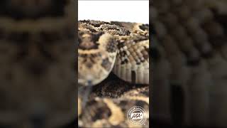 Puff Adder Strike snake venomous viper africa wildlife [upl. by Htiderem391]