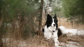 Can Border Collies Have a Smooth Coat [upl. by Eisak597]