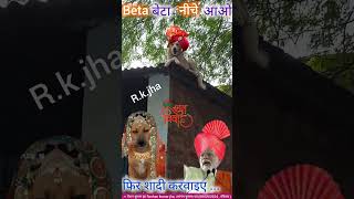 Beta बेटा नीचे आओ Modi funny naukri animalhumor comedy doglover [upl. by Himelman]