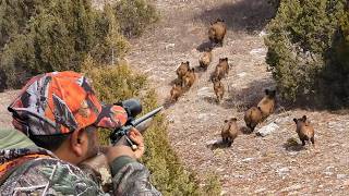 20 Amazing Wild Boar Hunts in 12 Minutes Breathtaking Moments HOG Invasion hunting wildboar [upl. by Nojed355]