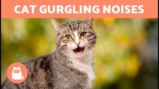 My CAT Makes WEIRD NOISES With Their THROAT 🐱 Whats Wrong [upl. by Oicelem]