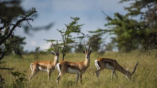 Todo lo que debes saber sobre gazella granti 4K [upl. by Ettelimay465]