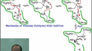 Mechanism of Aldolasecatalyzed Aldol Addition [upl. by Illek925]