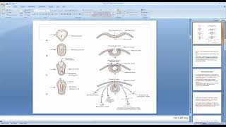 Embryology 6th Lec  Embryonic Period By DrTara [upl. by Laurice921]