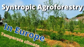 Syntropic Agroforestry in Temperate Climate Europe North Italy [upl. by Yablon94]