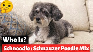 Schnoodle  Schnauzer Poodle Mix Breed  Should You Buy This For Your Home [upl. by Leia484]