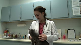 Dr Miriam Solinsky credits Pima JTED for helping her realize her dream of becoming a veterinarian [upl. by Otila]