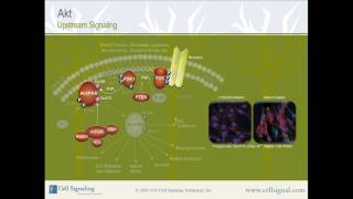 PI3K  Akt Upstream Signaling from Cell Signaling Technology Inc [upl. by Hanshaw]