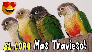 Pyrrhura Molinae ¡EL PERICO MAS DIVERTIDO Loro Cachete verde o Conure [upl. by Giffy]