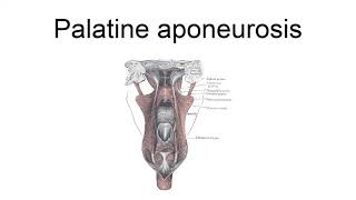 Palatine Aponeurosis [upl. by Aisatsana]