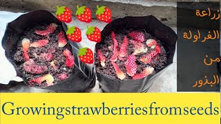 زراعة الفراولة Strawberry cultivationمن البذور في المنزل حتى الانتاج 🍓 🍓 🍓🇵🇸 🇵🇸 🇵🇸 [upl. by Ongun]