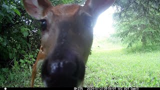 Whitetailed Deer Fawn Checking out the Camera [upl. by Rehc]